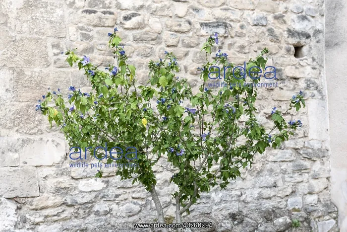 : Hibiscus in bloom on a garden terrace, summer, Provence : Hibiscus in bloom on a garden terrace, summer, Provence