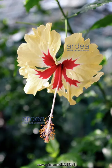 : Hibiscus Flower : Hibiscus Flower