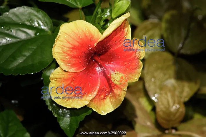 : Hibiscus Flower - close-up in park : Hibiscus Flower - close-up in park