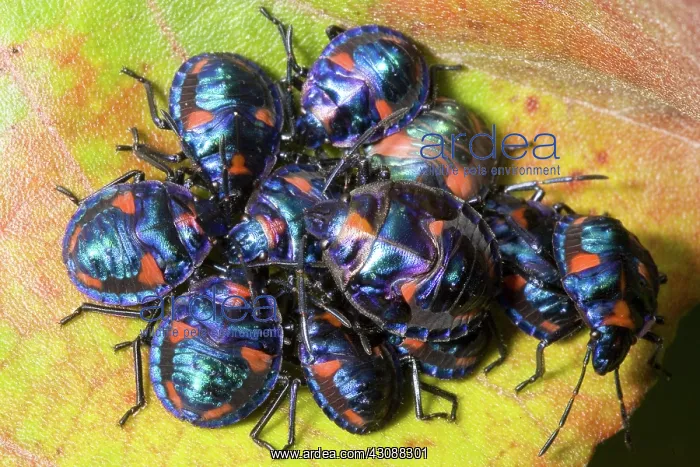 : Hibiscus harlequin bug : Hibiscus harlequin bug