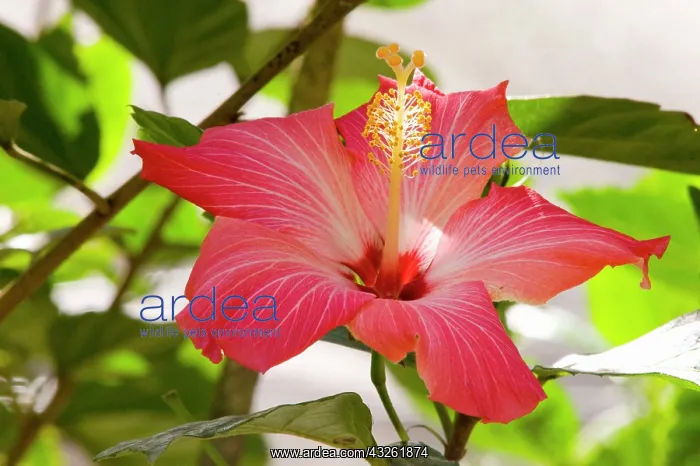 : Hibiscus, Malvaceae, flowering plant, mallow : Hibiscus, Malvaceae, flowering plant, mallow