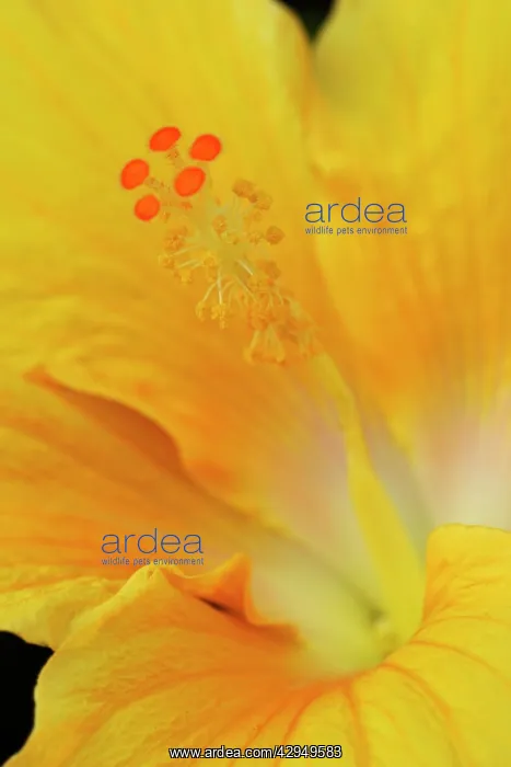 : Hibiscus rosa-sinensis : Hibiscus rosa-sinensis