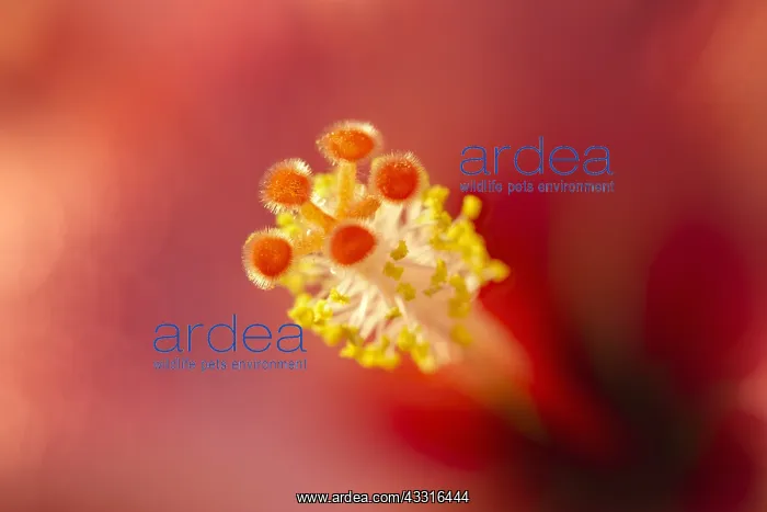 : Hibiscus stigma and anthers - Norfolk UK : Hibiscus stigma and anthers - Norfolk UK