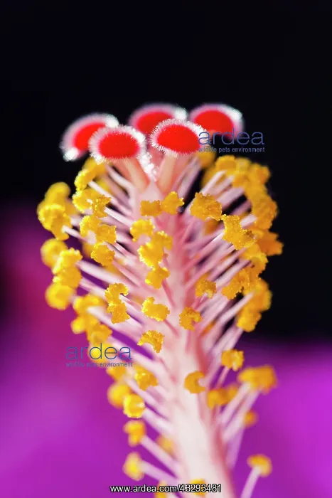 : Hibiscus Style - with stigma and anthers : Hibiscus Style - with stigma and anthers
