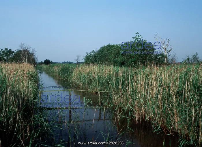 : Hickling Broad Nature Reserve : Hickling Broad Nature Reserve