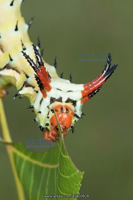 : Hickory Horned Devil : Hickory Horned Devil