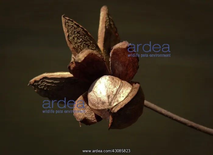 : Hickory tree nut : Hickory tree nut