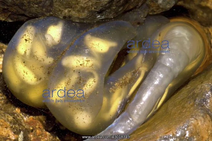 : Hida Salamander : Hida Salamander