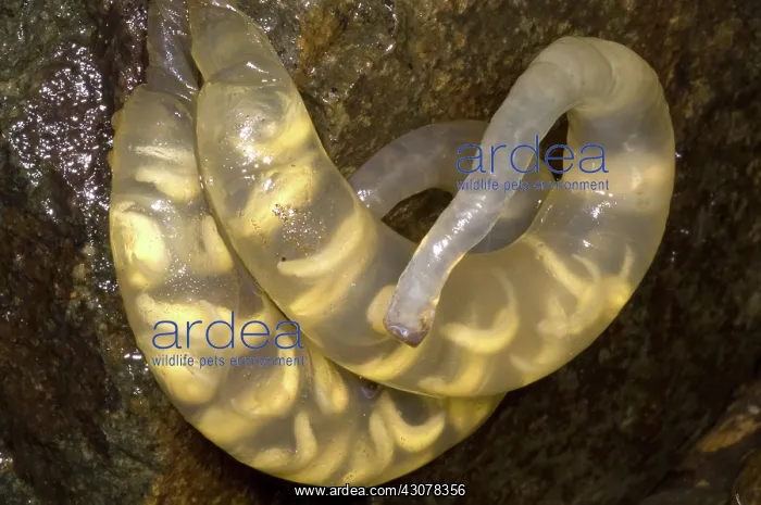: Hida Salamander : Hida Salamander