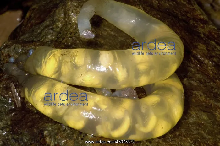 : Hida Salamander : Hida Salamander
