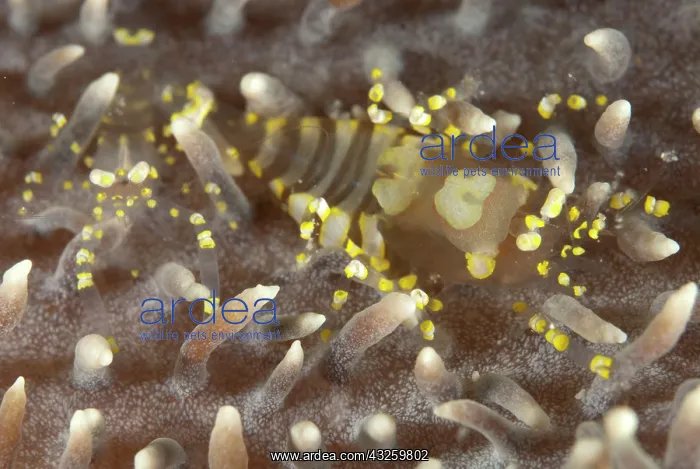 : Hidden Corallimorph Shrimp pair on Corallimorph : Hidden Corallimorph Shrimp pair on Corallimorph