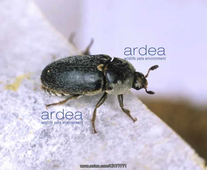 : Hide beetle (Dermestes frischi) : Hide beetle (Dermestes frischi)