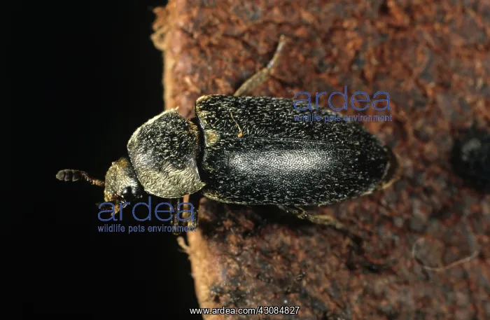 : Hide Beetle (Dermestes maculatus) : Hide Beetle (Dermestes maculatus)
