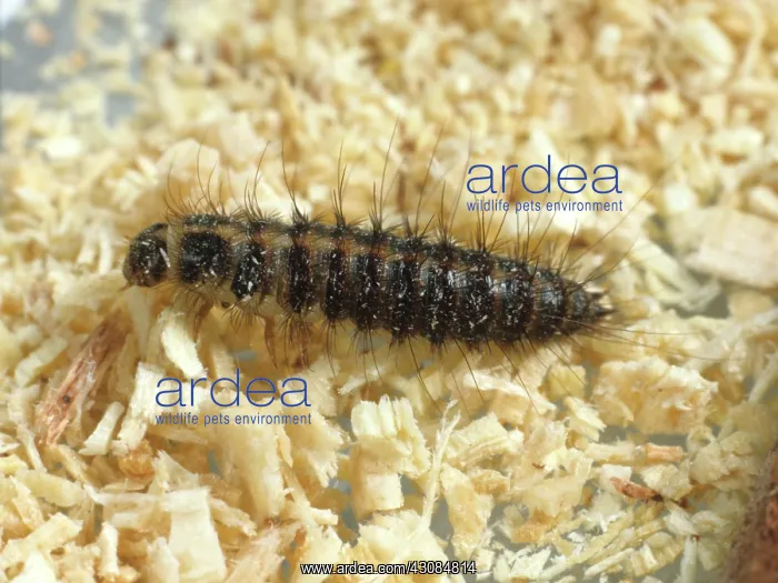 : Hide Beetle larva : Hide Beetle larva