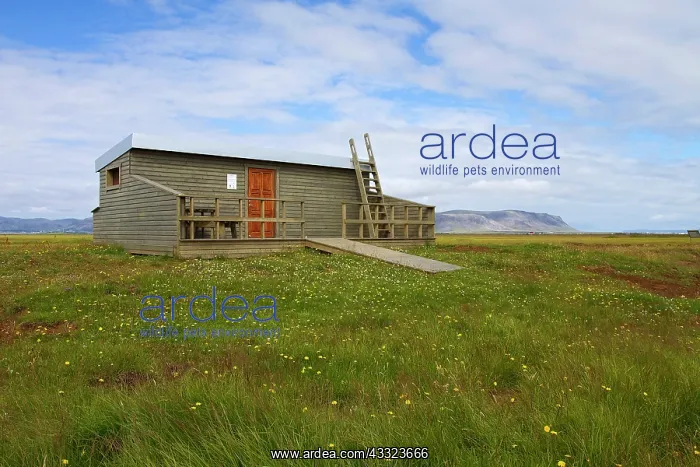 : Hide in marshland, Flni bird reserve : Hide in marshland, Flni bird reserve