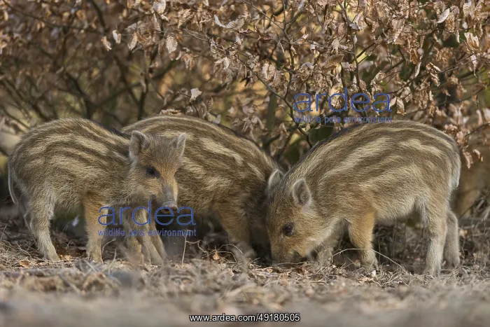 : One is hiding... Wild boar (Sus scrofa) : One is hiding... Wild boar (Sus scrofa)