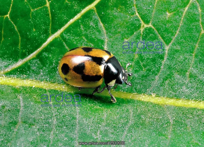 : Hieroglyphic LADYBIRD - typical colour variety : Hieroglyphic LADYBIRD - typical colour variety