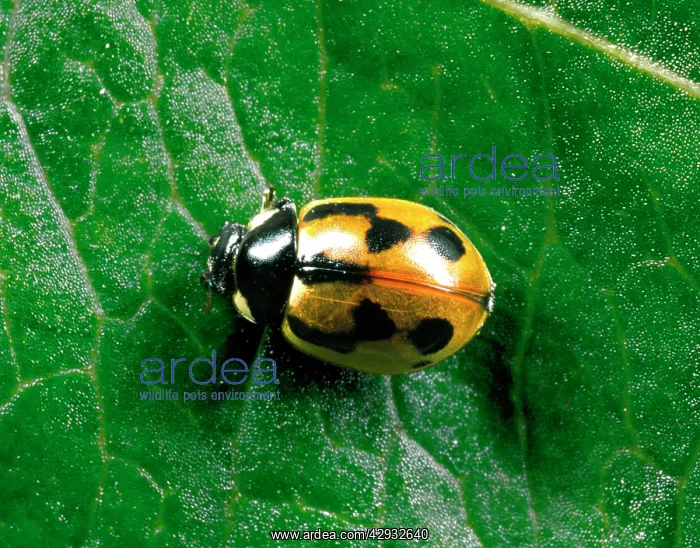 : Hieroglyphic LADYBIRD - typical colour variety : Hieroglyphic LADYBIRD - typical colour variety