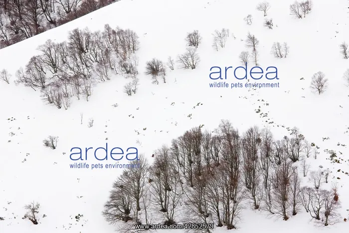 : High altitude beech and birch woodland in winter : High altitude beech and birch woodland in winter