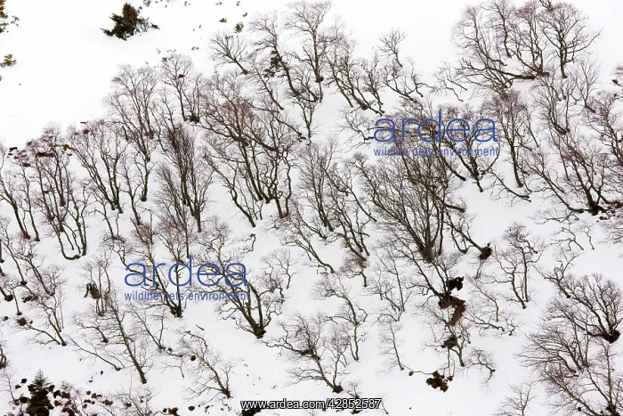 : High altitude beech and birch woodland in winter : High altitude beech and birch woodland in winter