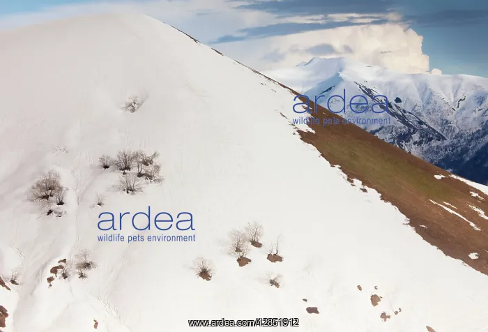  : High altitude birch forest appearing from under