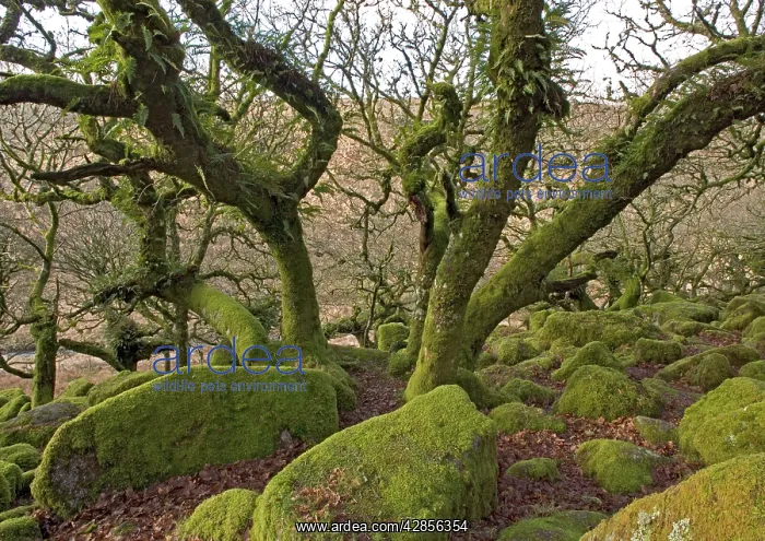 : High altitude common oak wood with abundant epiphytes : High altitude common oak wood with abundant epiphytes