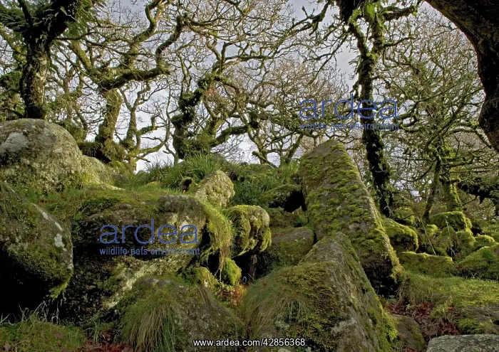 : High altitude common oak wood with abundant epiphytes : High altitude common oak wood with abundant epiphytes