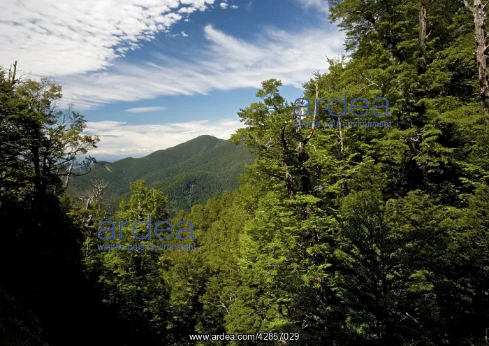 : High altitude elfin forest dominated by southern : High altitude elfin forest dominated by southern