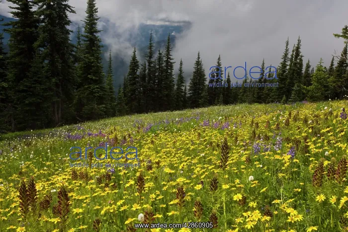 : High altitude flowery meadows : High altitude flowery meadows