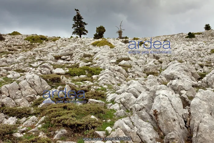 : High altitude grazed limestone pavement : High altitude grazed limestone pavement