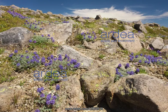 : High-altitude tundra dominated by dwarf lupins : High-altitude tundra dominated by dwarf lupins