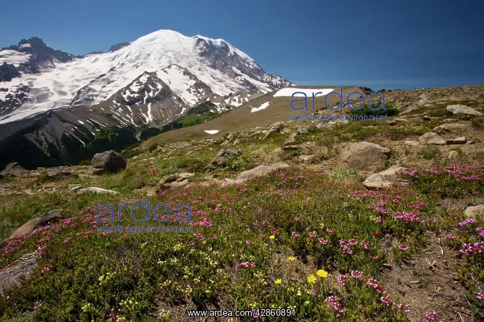 : High-altitude tundra dominated by red heather with : High-altitude tundra dominated by red heather with