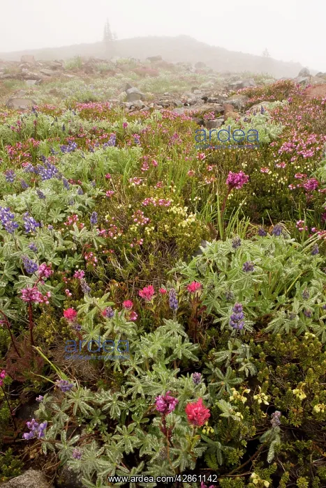 : High altitude tundra with dwarf lupines, red heather : High altitude tundra with dwarf lupines, red heather