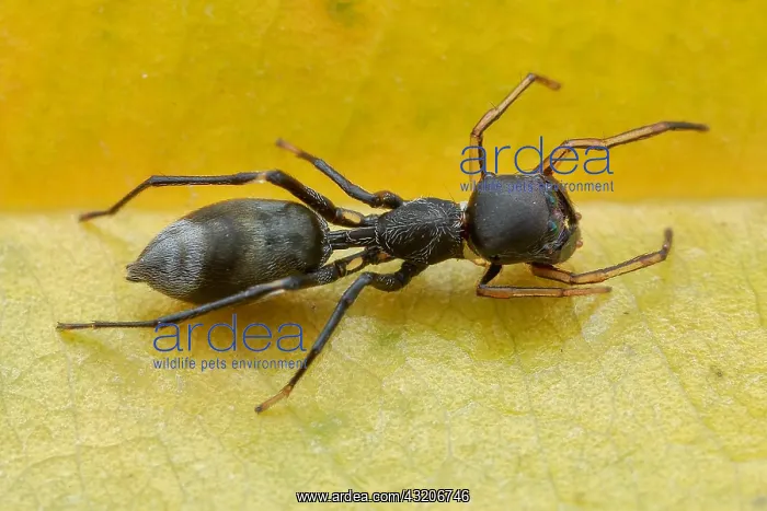 : High angle shot of a female ant-mimicking jumping : High angle shot of a female ant-mimicking jumping