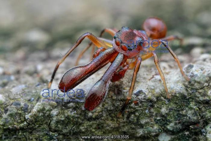 : High angle shot of a male ant-mimicking jumping : High angle shot of a male ant-mimicking jumping