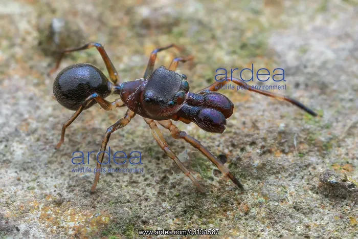 : High angle shot of a male ant-mimicking jumping : High angle shot of a male ant-mimicking jumping