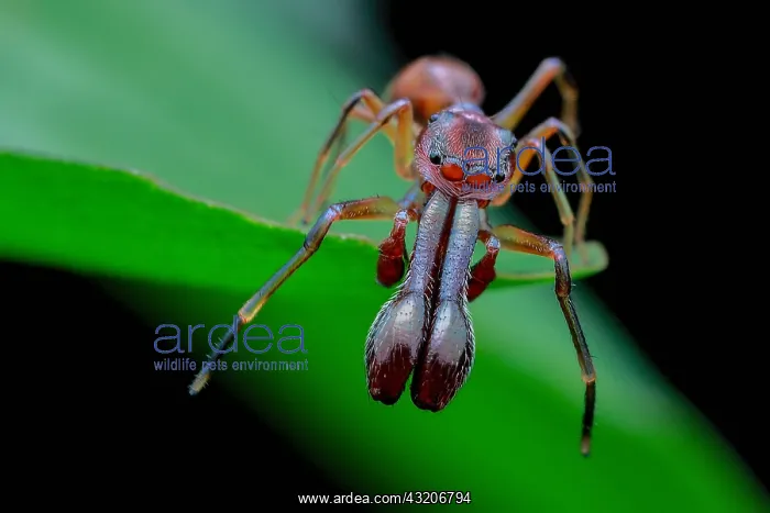 : High angle shot of a male ant-mimicking jumping : High angle shot of a male ant-mimicking jumping