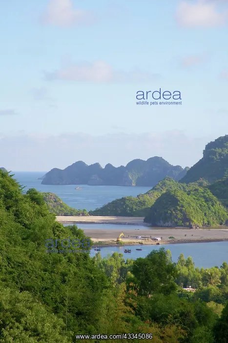 : High angle view on bay and beach, Cat Ba : High angle view on bay and beach, Cat Ba