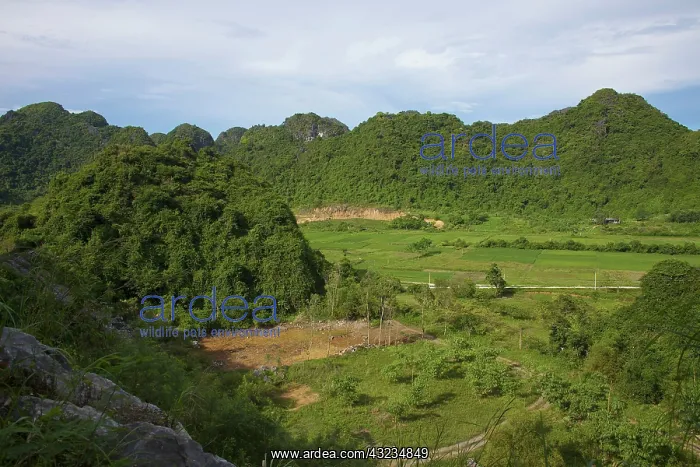: High angle view on Cat Ba national park : High angle view on Cat Ba national park