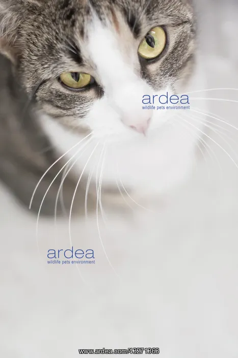  : High angle view of a cat, portrait
