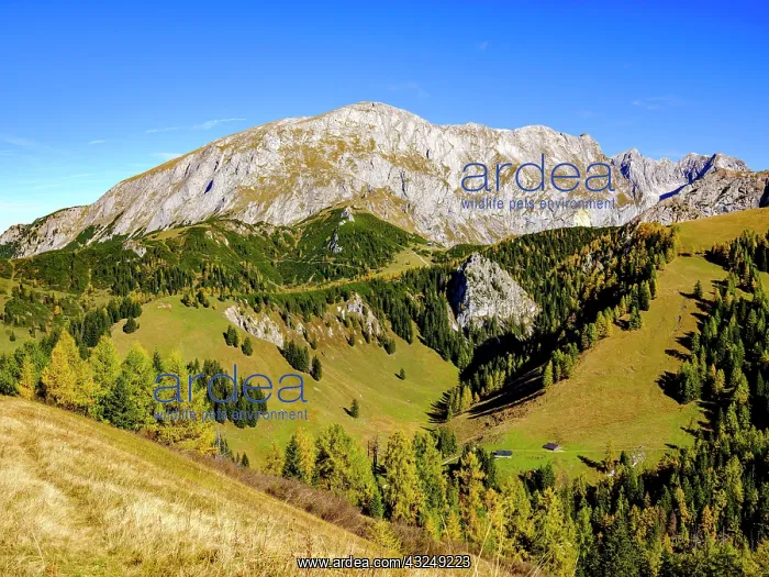 : High board above autumnal mountain forest, Berchtesgaden : High board above autumnal mountain forest, Berchtesgaden