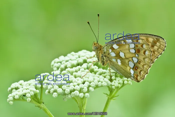 : High Brown Fritillary : High Brown Fritillary