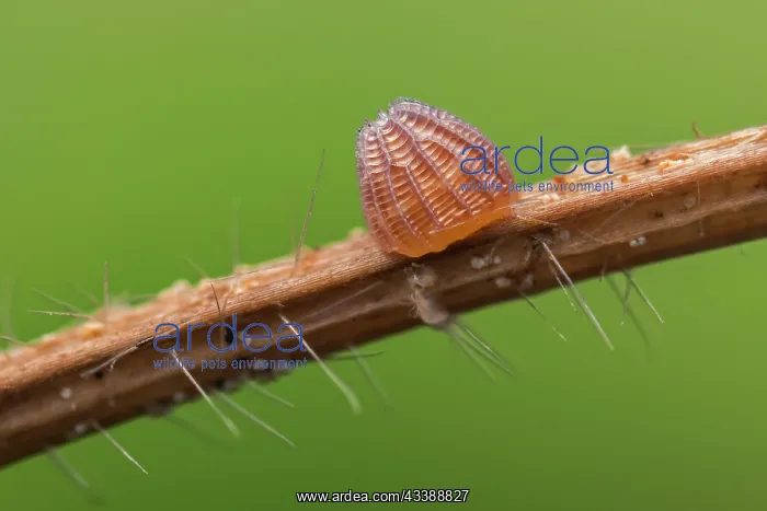 : High Brown Fritillary (Argynnis adippe) egg of b : High Brown Fritillary (Argynnis adippe) egg of b