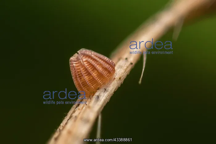: High Brown Fritillary (Argynnis adippe) egg of b : High Brown Fritillary (Argynnis adippe) egg of b