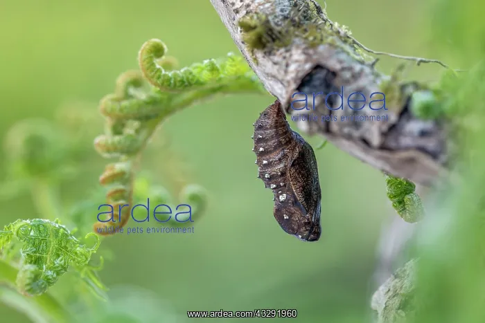  : High Brown Fritillary Butterfly - Chrysalis - UK