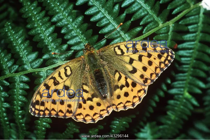 : High Brown Fritillary Butterfly - on fern, with wings open : High Brown Fritillary Butterfly - on fern, with wings open