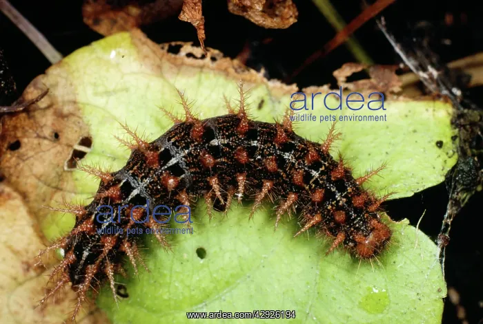: High Brown Fritillary BUTTERFLY - larvae / caterpillar : High Brown Fritillary BUTTERFLY - larvae / caterpillar