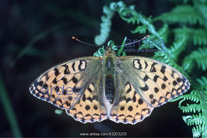  : High Brown Fritillary Butterfly - with wings open