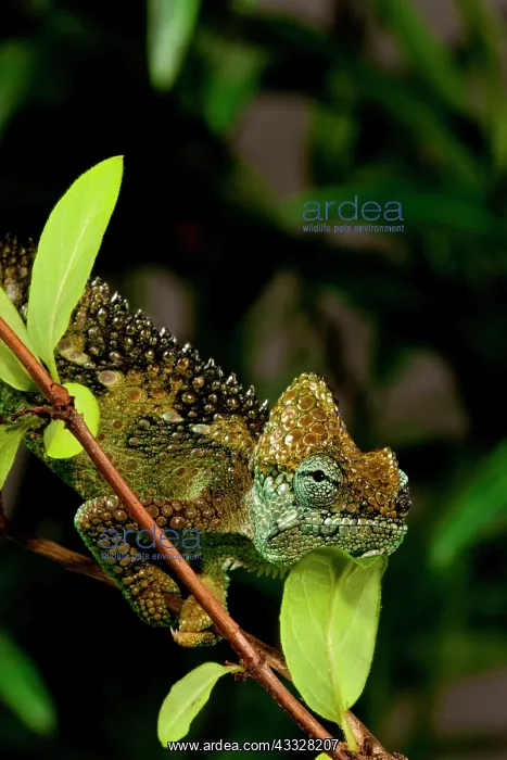 : High-casque Chameleon, Trioceros hoehneli : High-casque Chameleon, Trioceros hoehneli