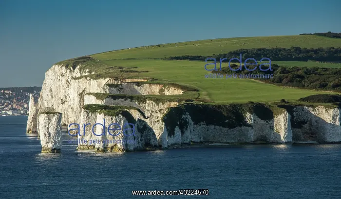 : High chalk cliffs at Old Harry Rocks - Foreland Point : High chalk cliffs at Old Harry Rocks - Foreland Point